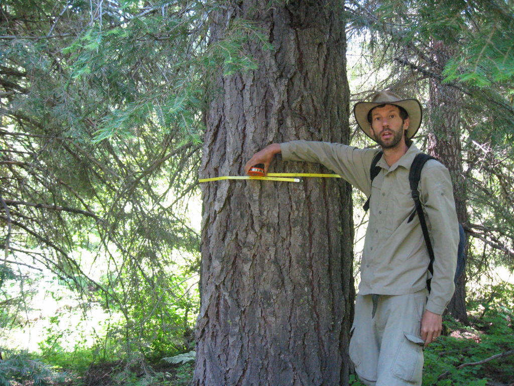 ARCS Alumni David Mildrexler measuring a Grand Fir tree