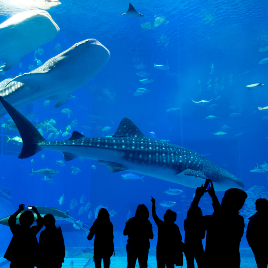 Shedd Aquarium