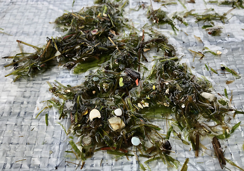 Microplastic particles in aquatic plant life