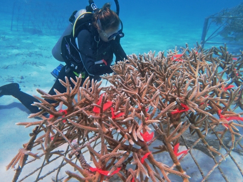 Diving Deep: ARCS Scholar Morgan Farrell Uses Bacteria to Boost Coral Reef Restoration