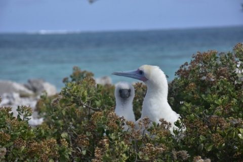 Two red-footed boobies at Johnston Atoll